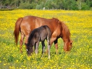 horses-and-dandelions-1370765-m